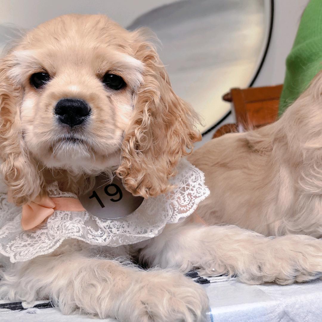 美卡俱乐部爱宠坊宠物基地