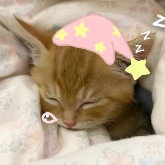 宁宁困了.💤