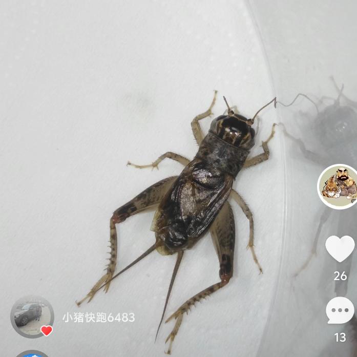 黑风口阿来［EL文］