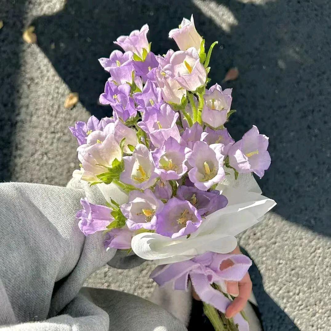 瑶风韵蕊