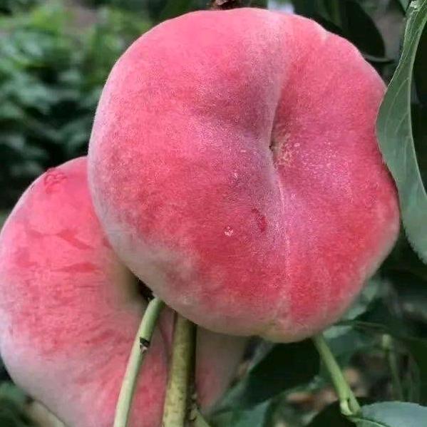 胡哥头像