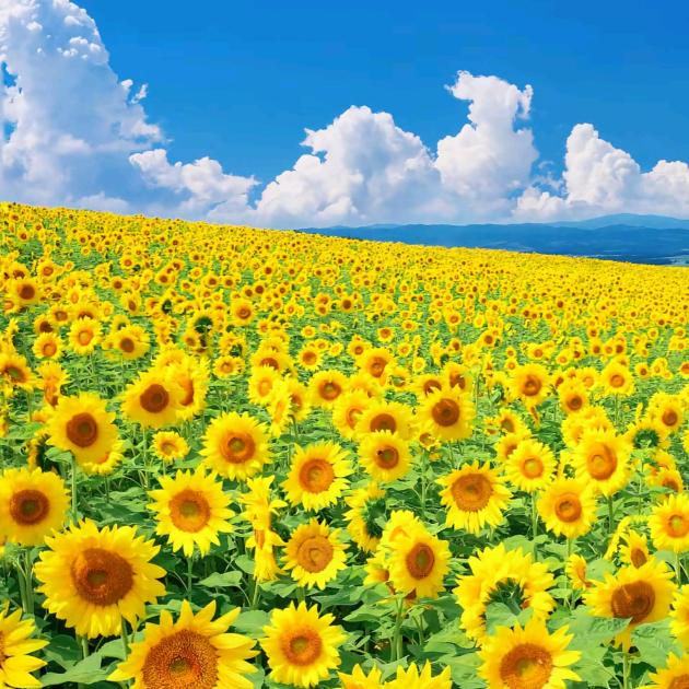 收报废汽车的二老板