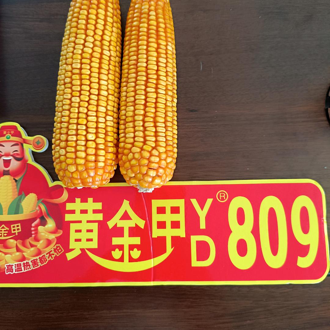 黄金甲张总