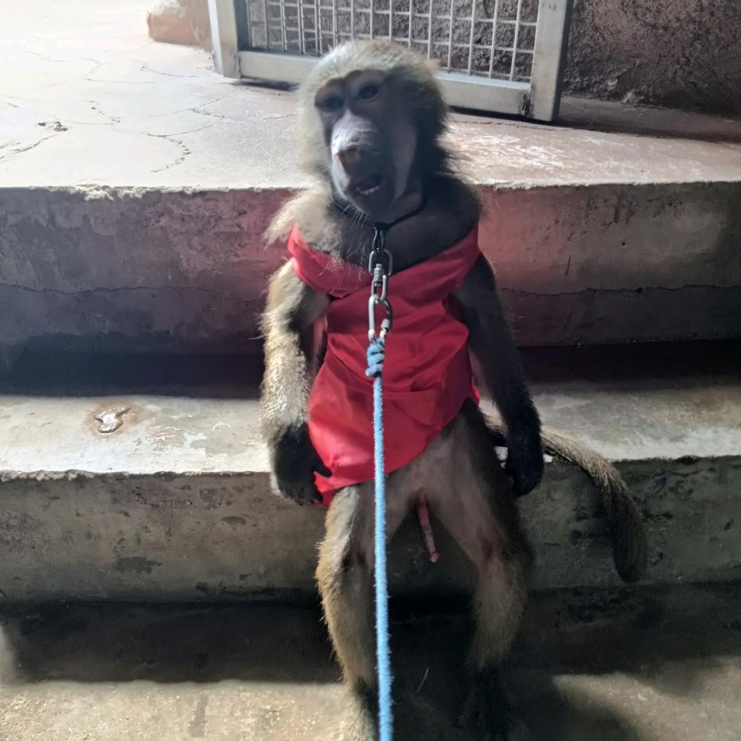 动物表演驯化🐉🐉🐒龍🐒🐉🐉