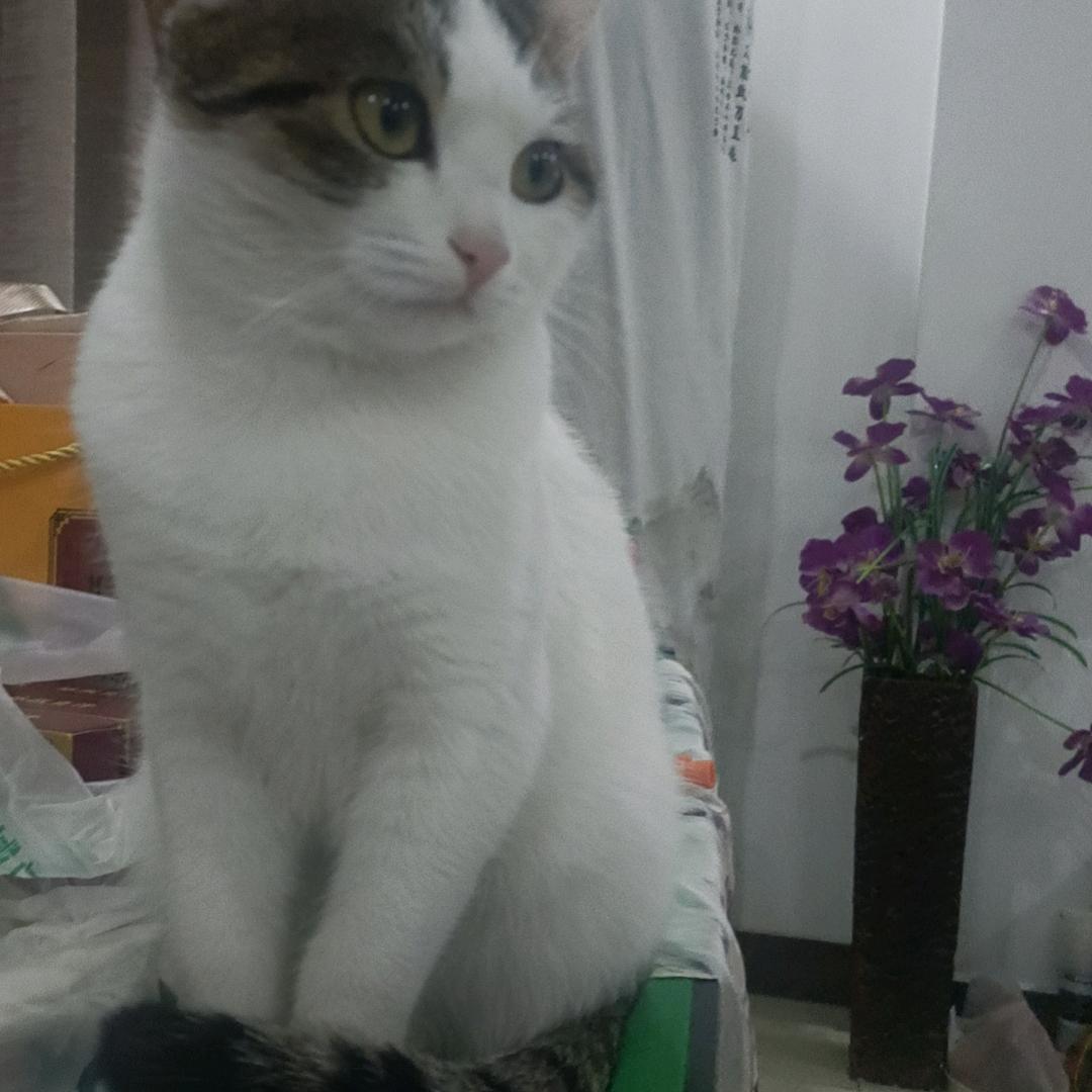 叮当猫