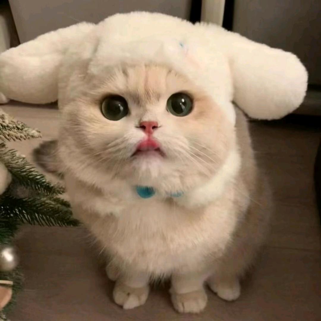 吹叶₍˄·͈༝·͈˄*₎◞ ̑̑