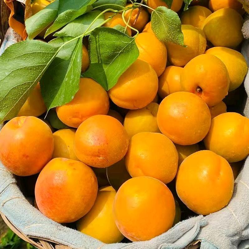 新鲜水果产地助农