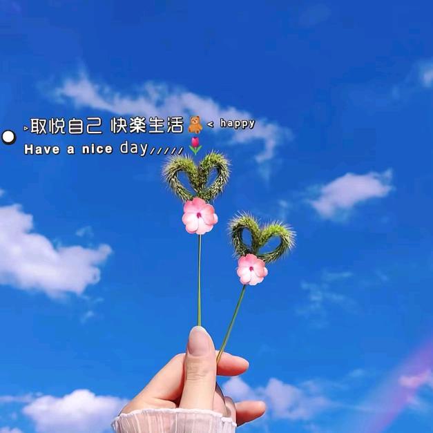 太阳花🌻🌻🌻