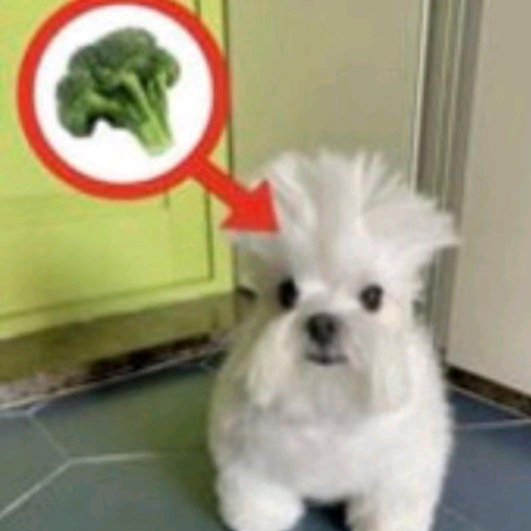 薯条仙人