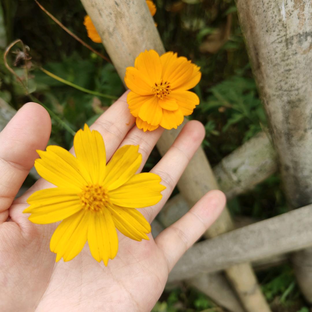 沙妞