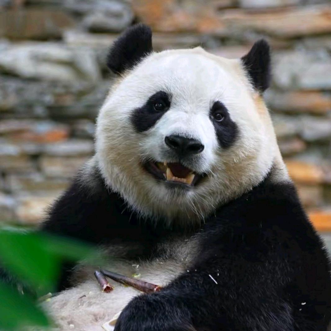 喝咖啡的猫