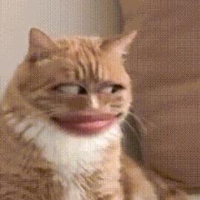 🐈‍⬛🐾