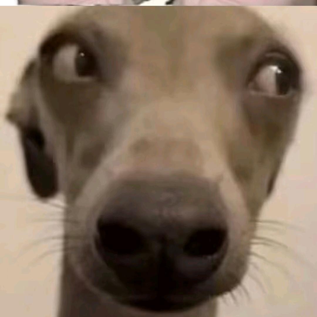 没洗澡很粘人