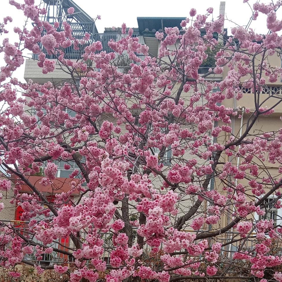 开心