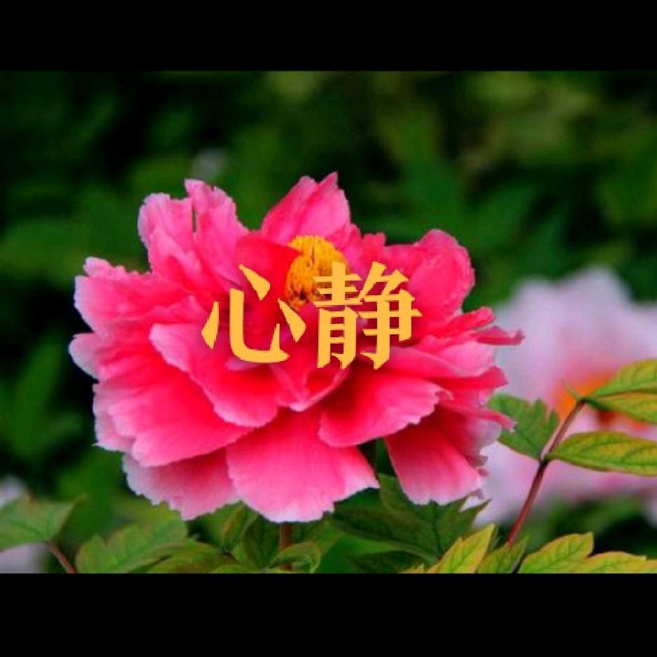 心静