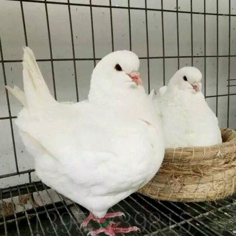 养鸽的老张
