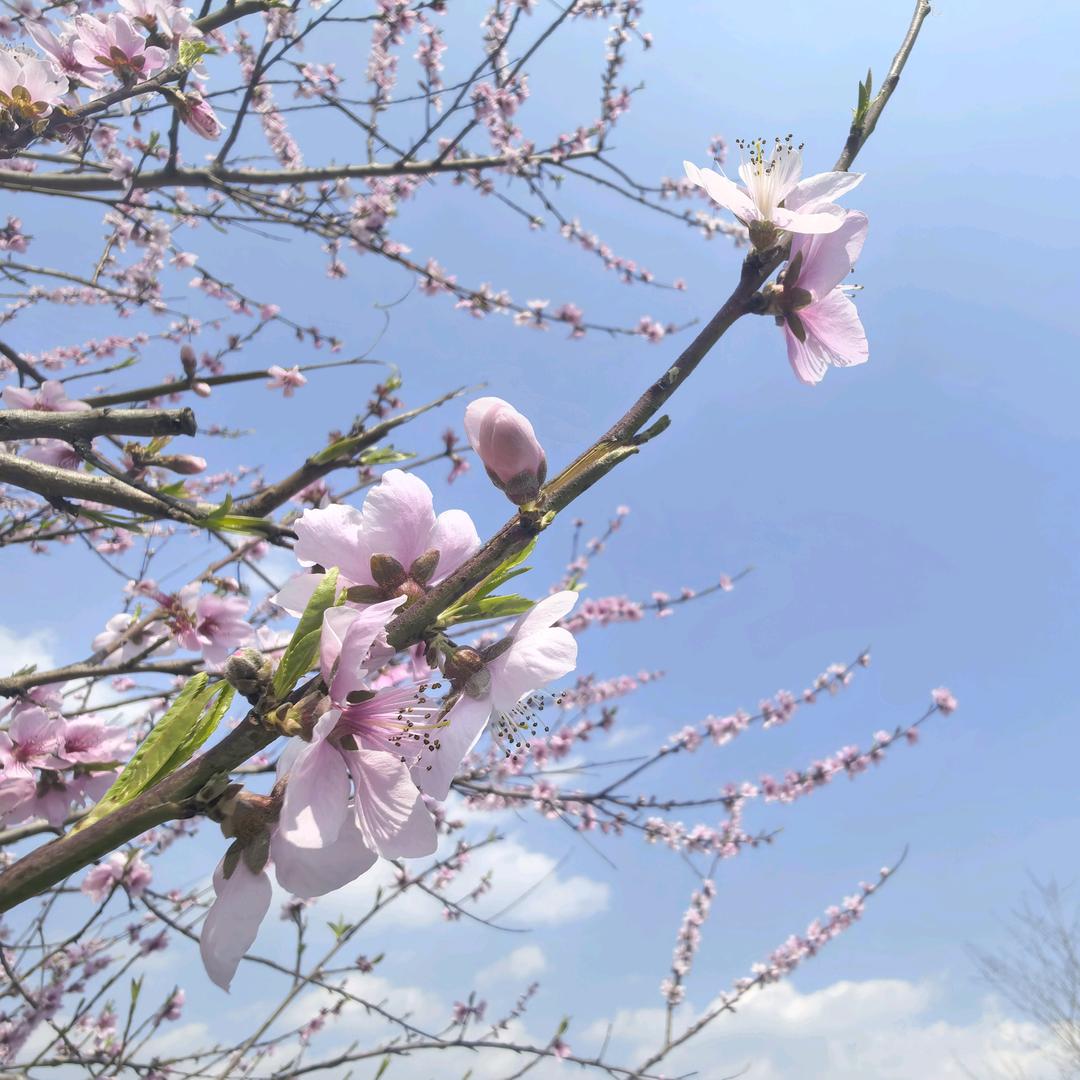 小生头像