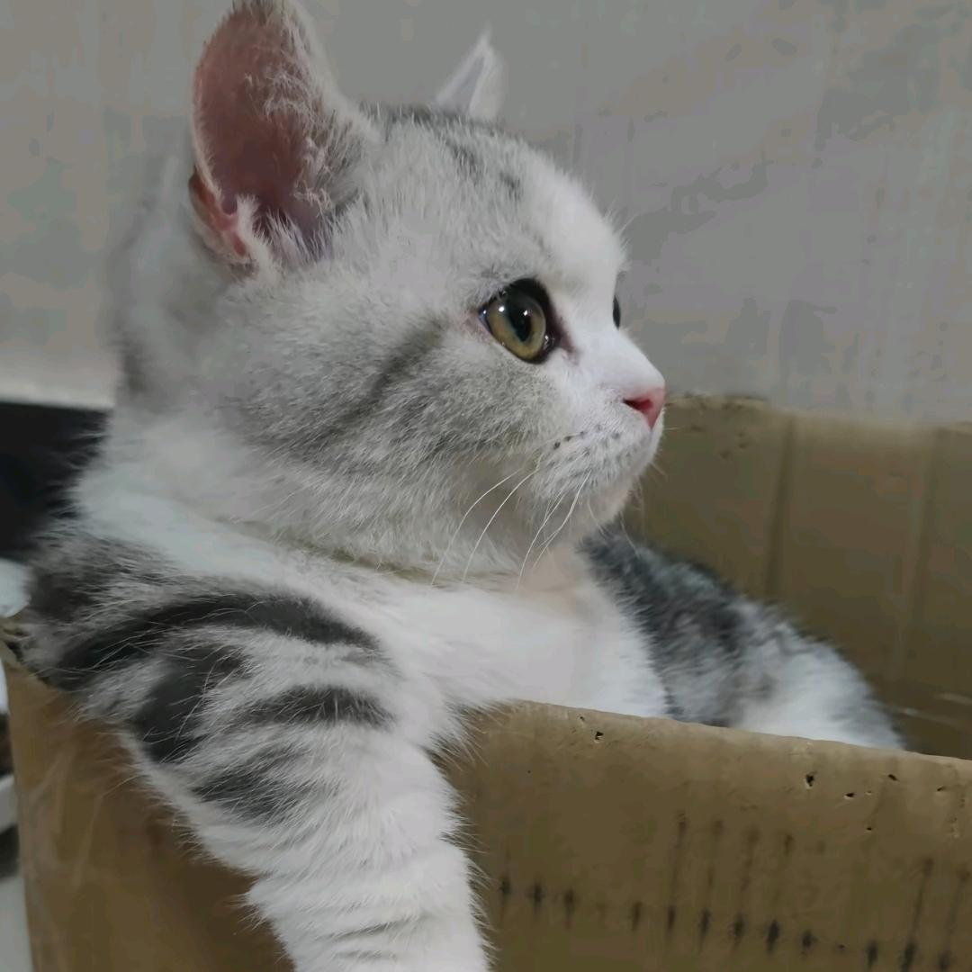 摸一凹喵