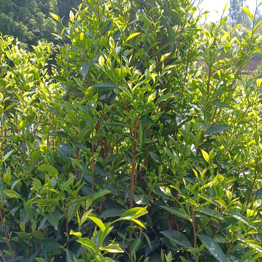 望石下啊莲自己种有茶叶