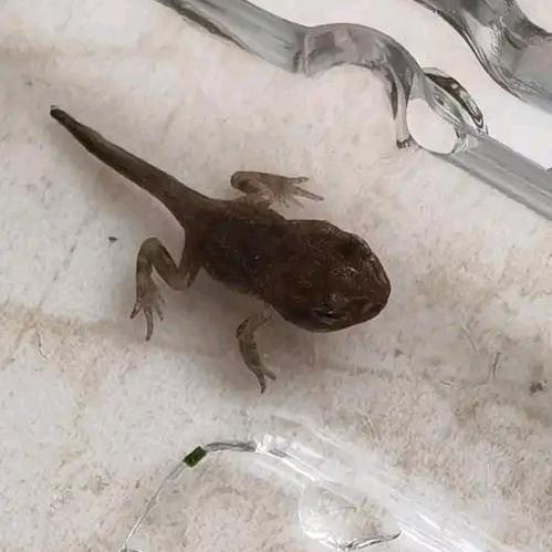 小可爱