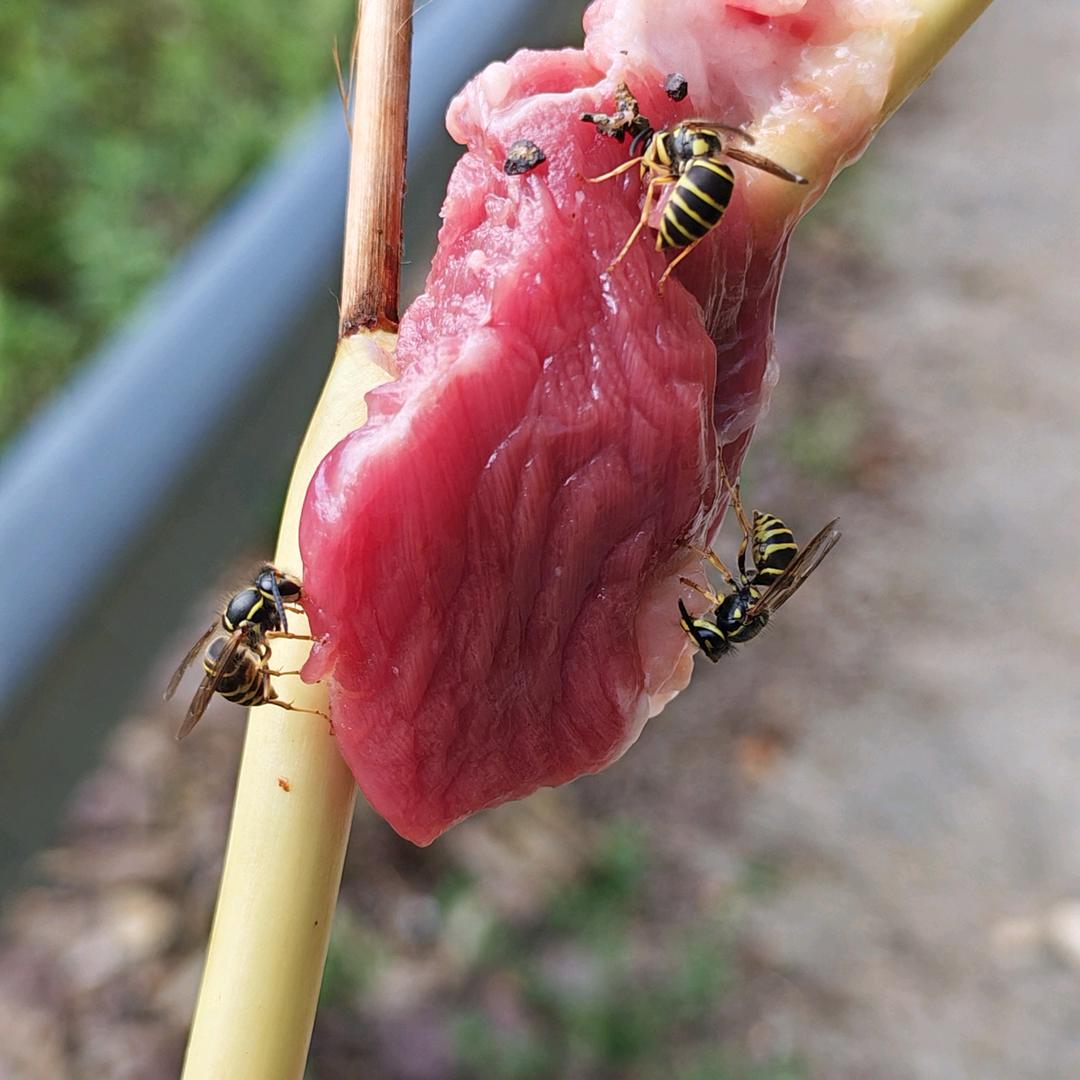 long先森᭄ཽꦿএ（户外）