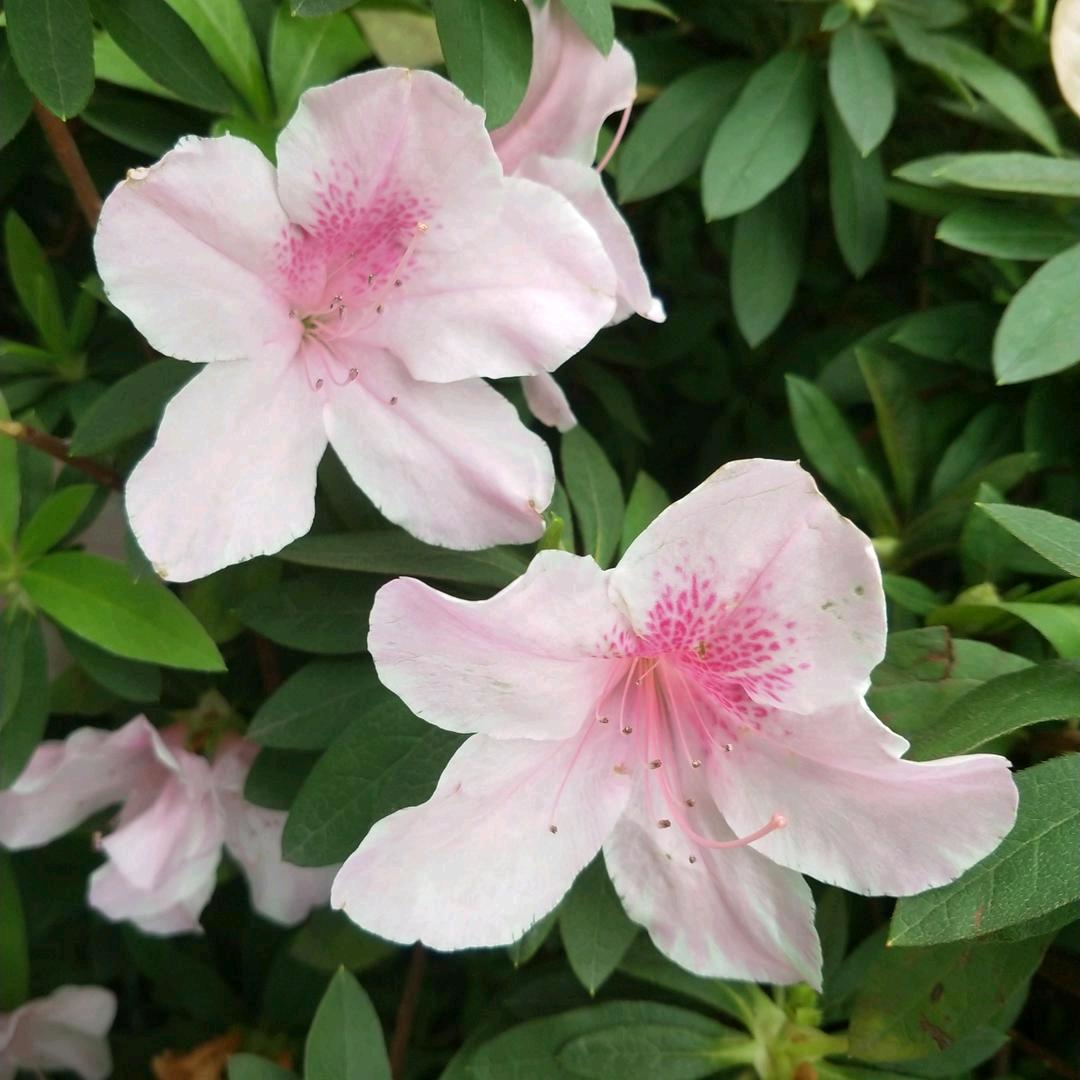 ℳꪶⅈꪊ᭱ꦿএ🌺