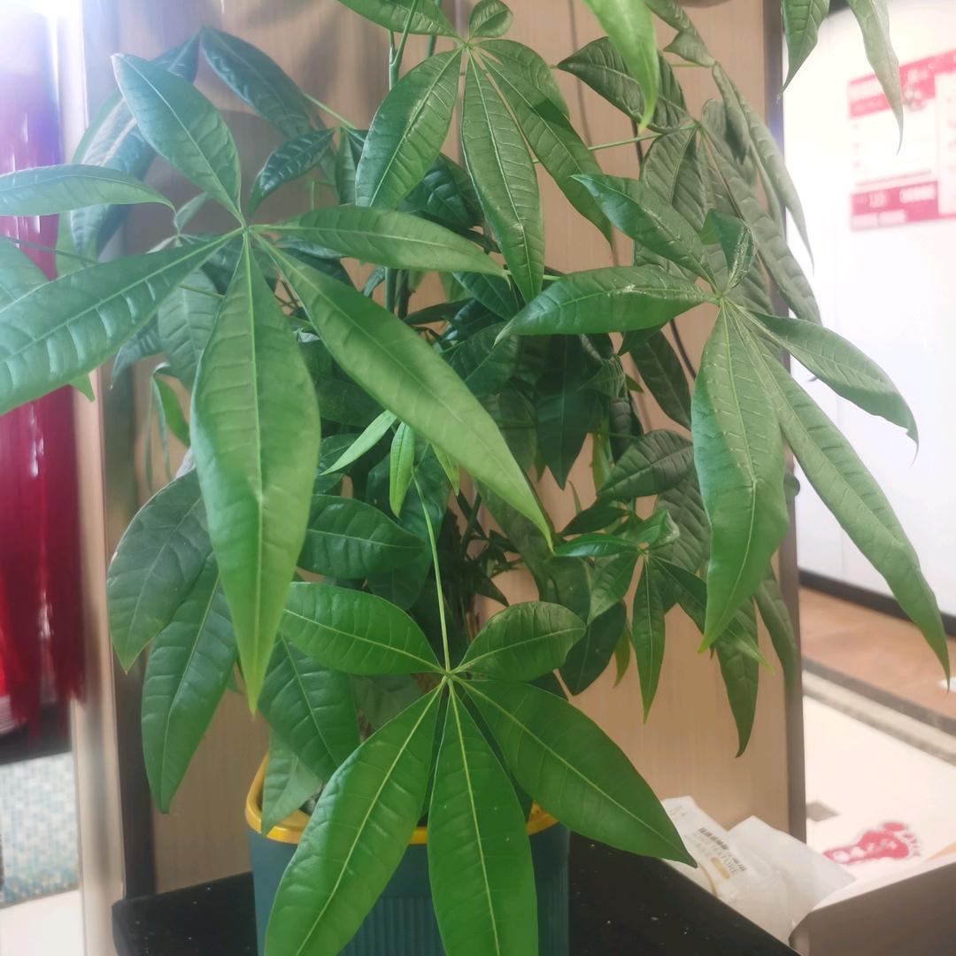 麦芽糖
