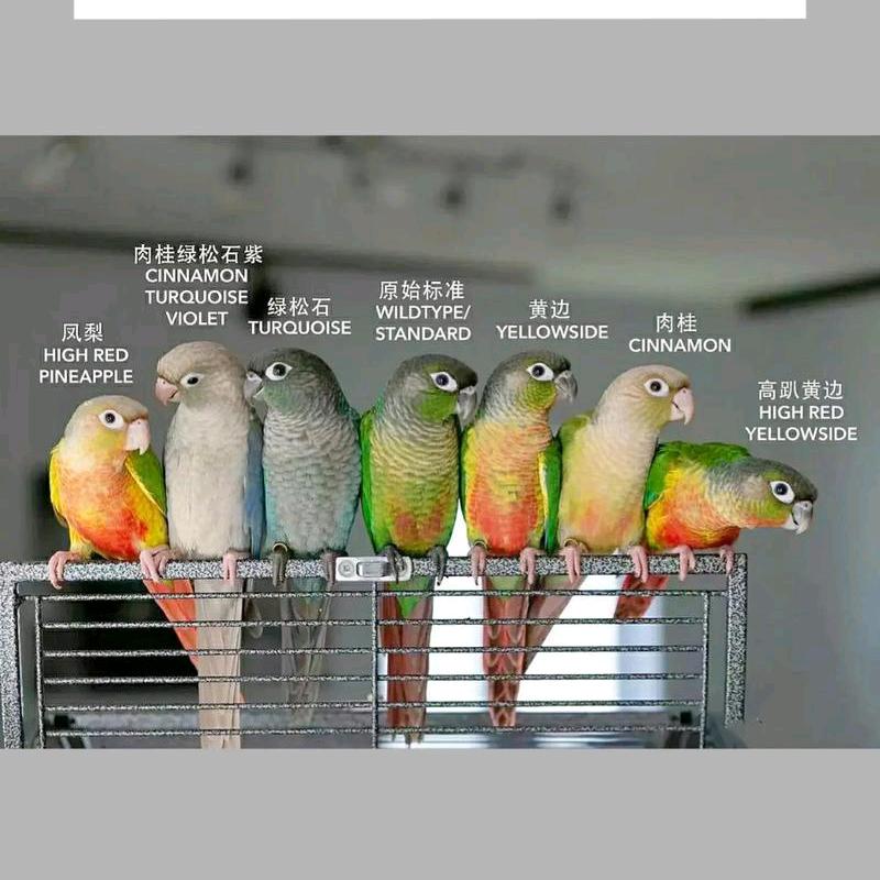 虞城县诺诺鹦鹉养殖