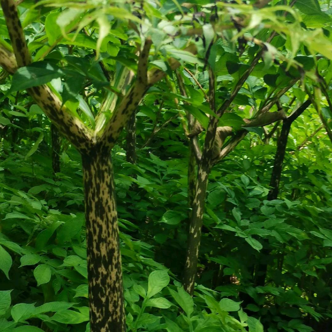 🌾明天一定会更好🍀