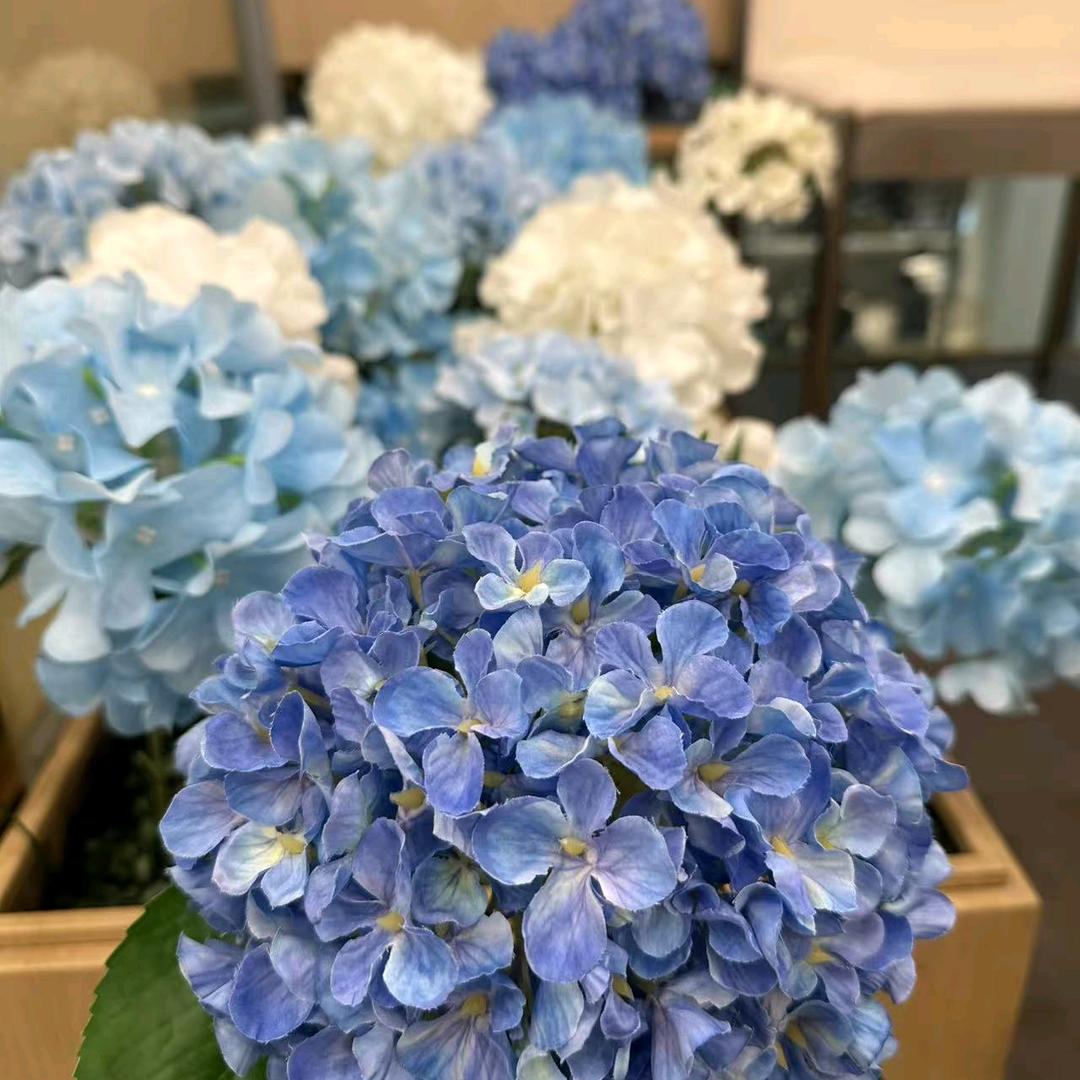 小蛇宝