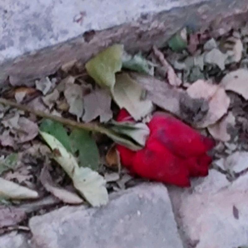 一个很好说话的仙女