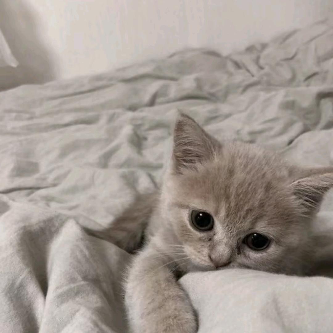 欧钢泡