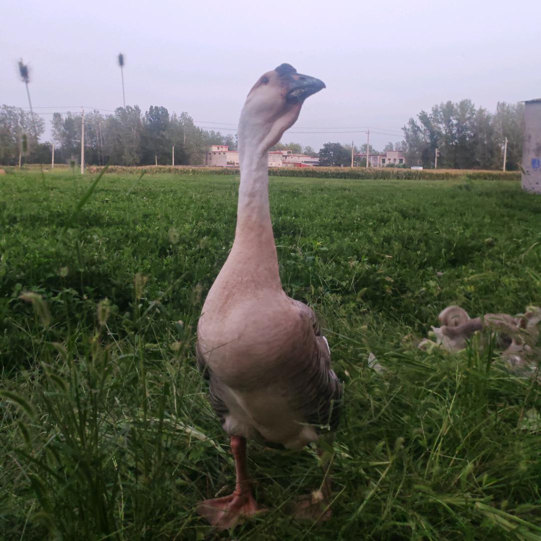 小马