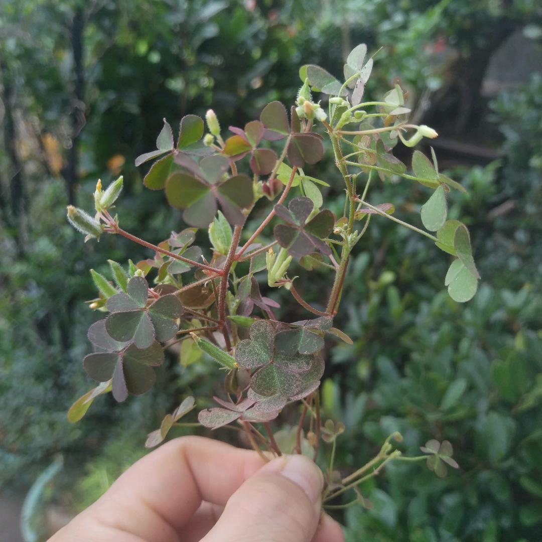 愤怒的小鸟