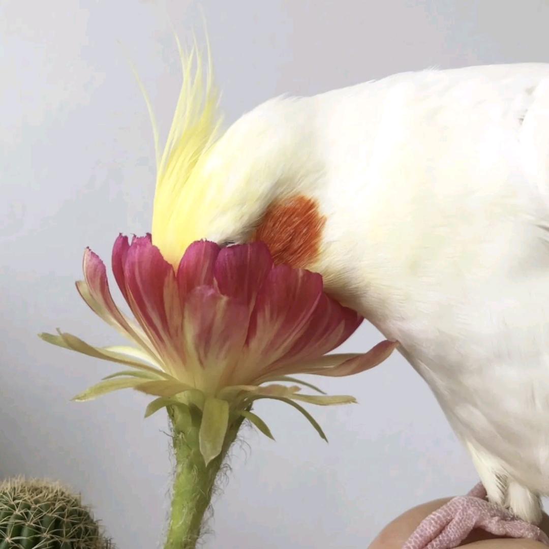 月半小隹存档点