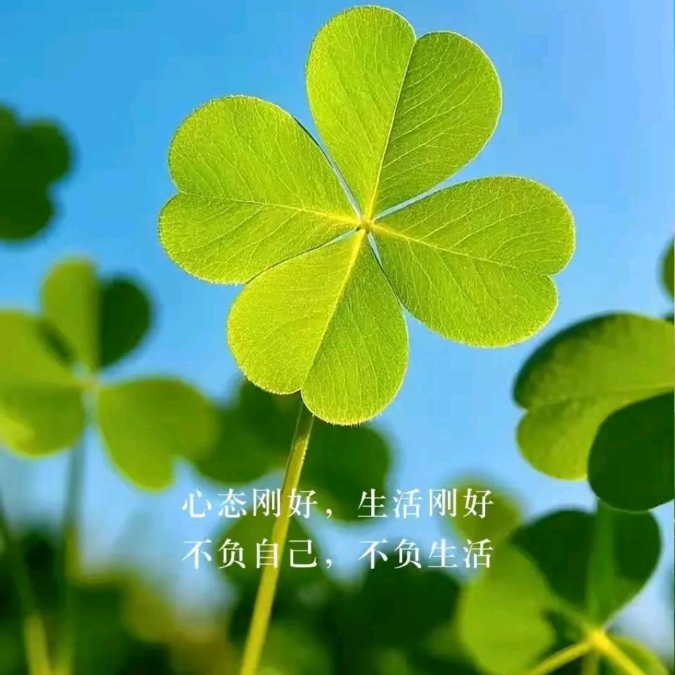 🍀🍀🍀