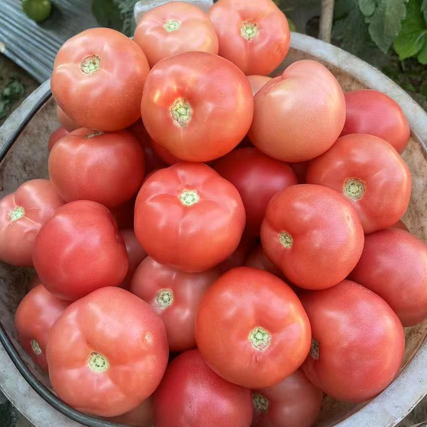 柏羽种苗丽粉总代理平山育苗场