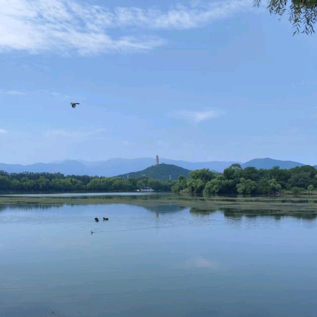 白鹤人参猪肚鸡