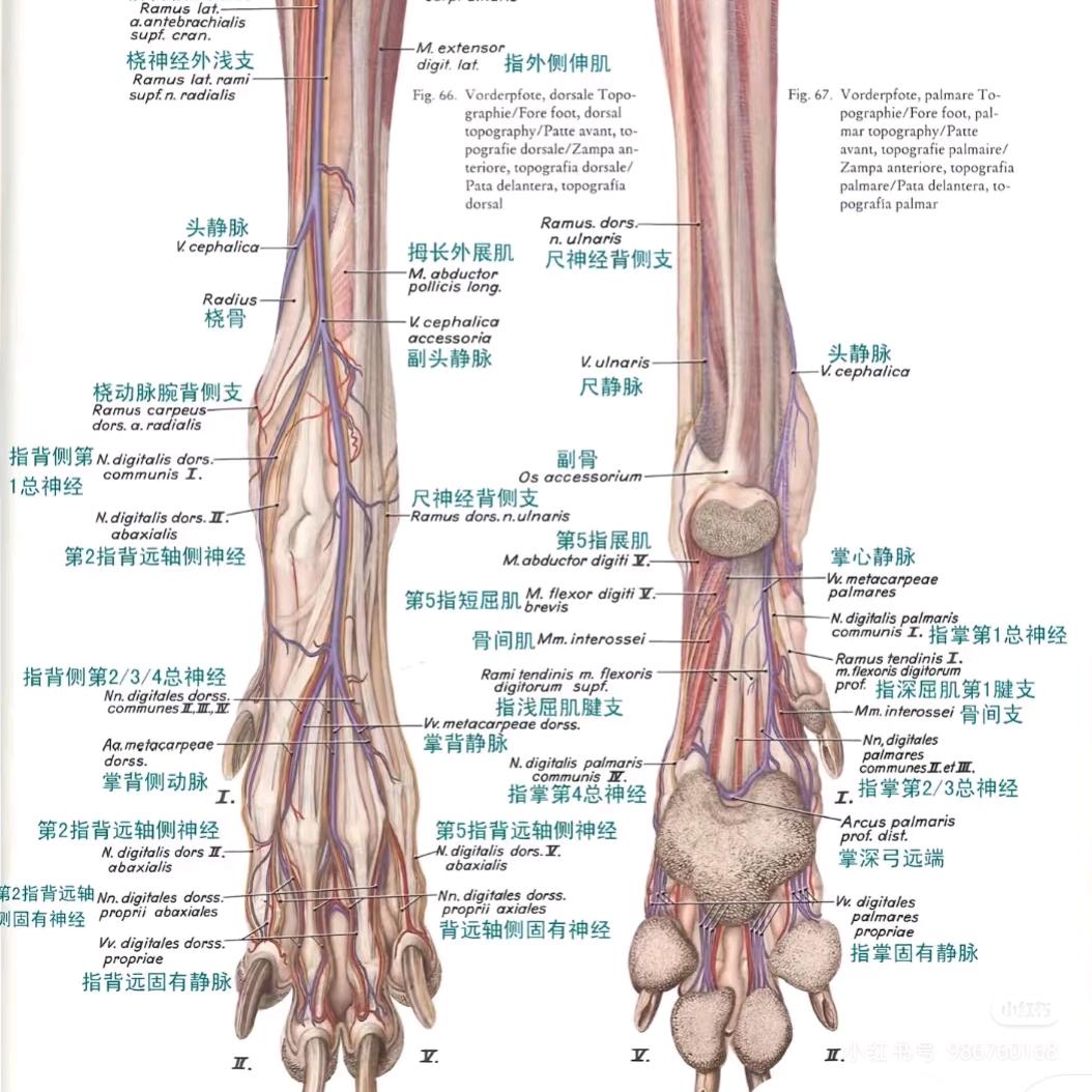 刘马壮