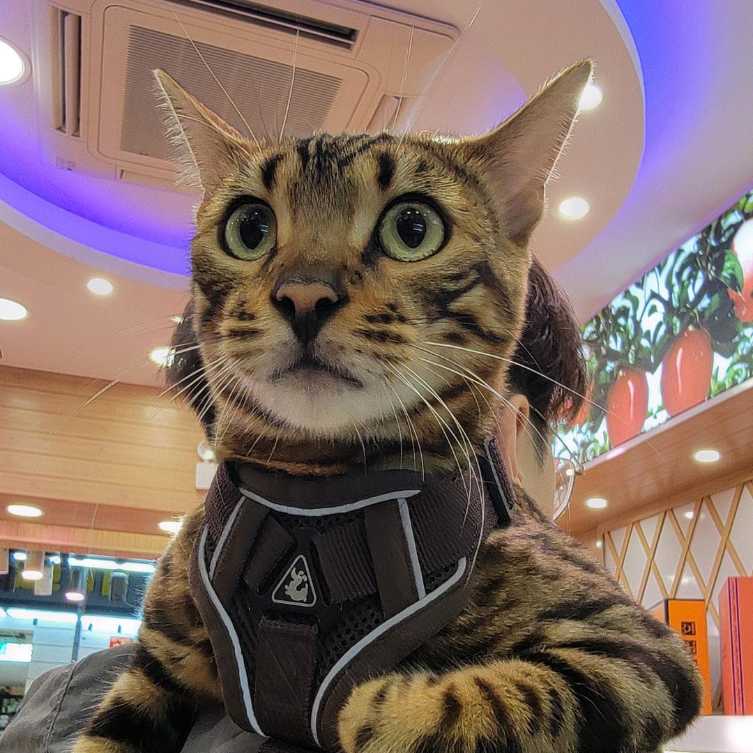 碎嘴狗蛋的日常