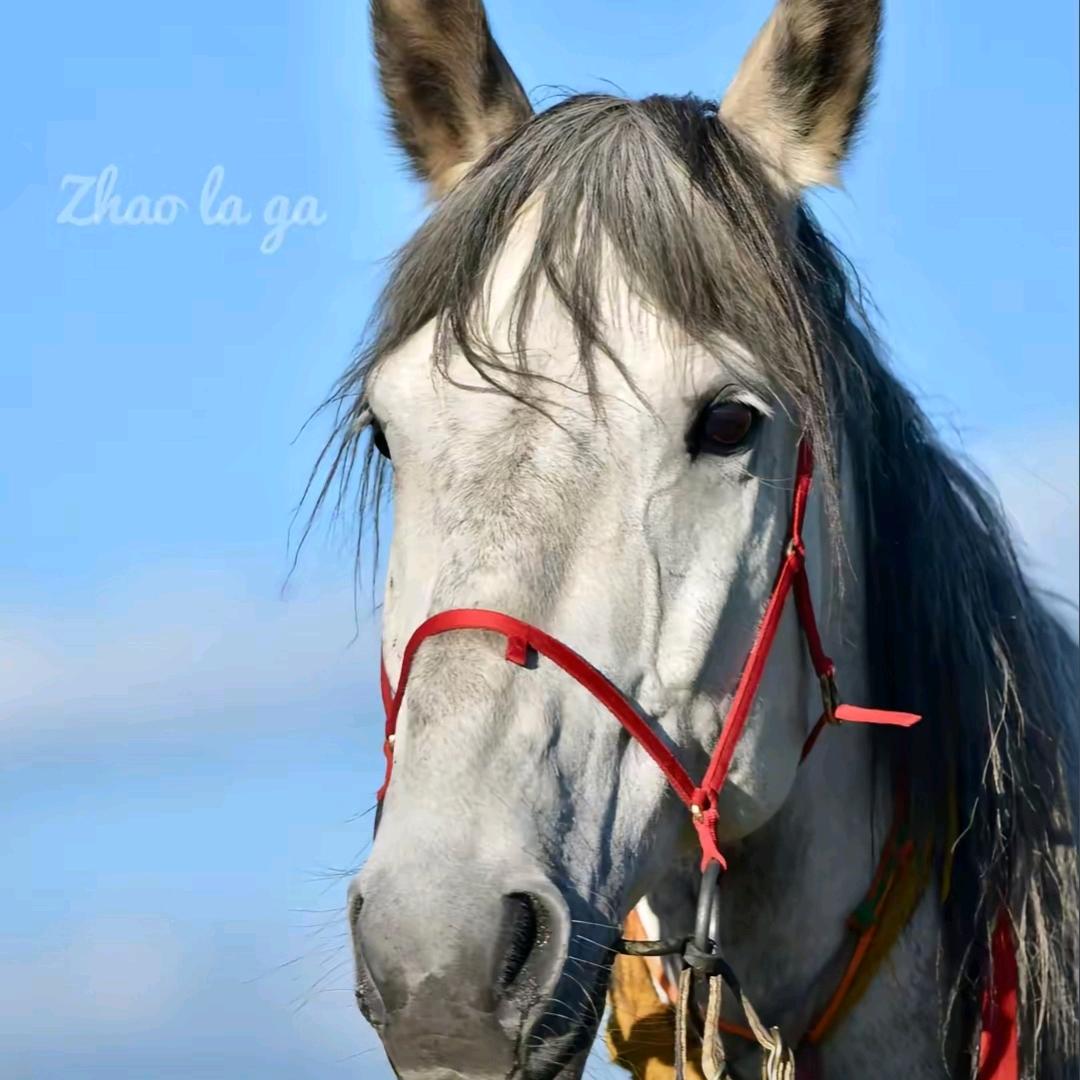 爱马如命🐎爱骑自行车🚲