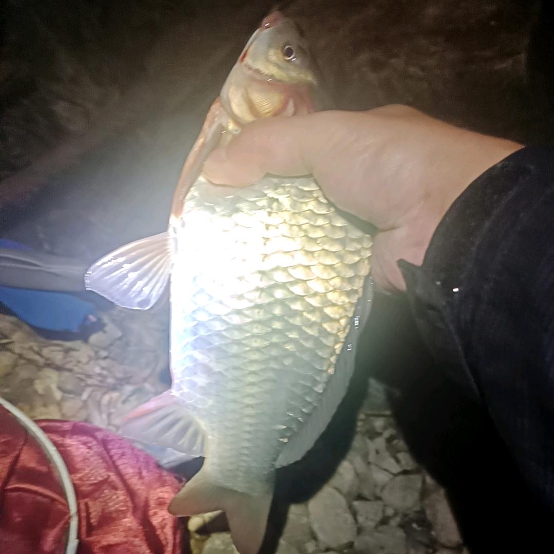 青辉
