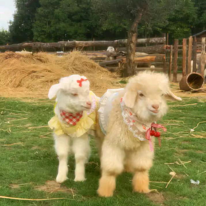 小羊羔🐑