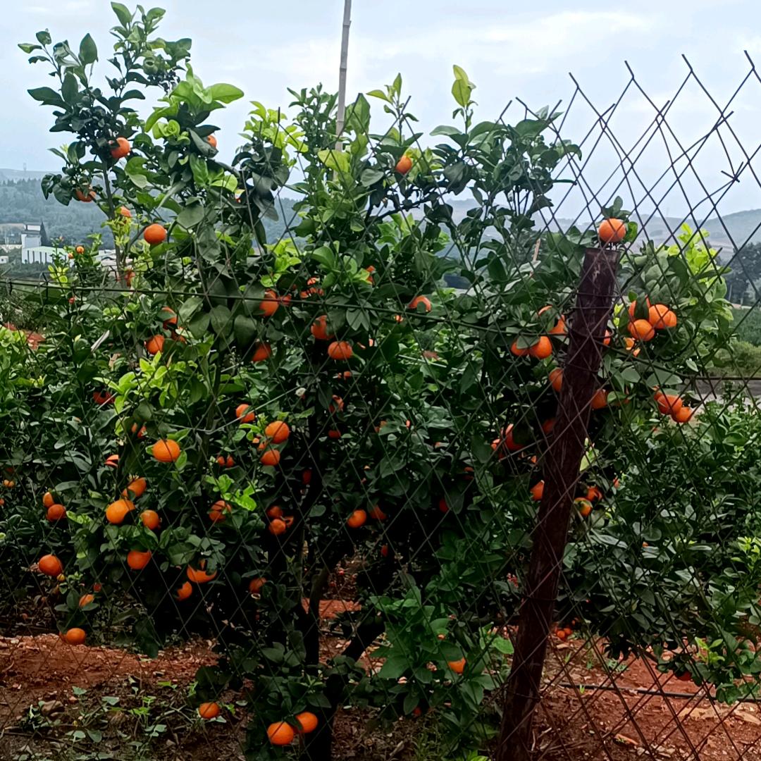 迷迷糊糊的小傻瓜。