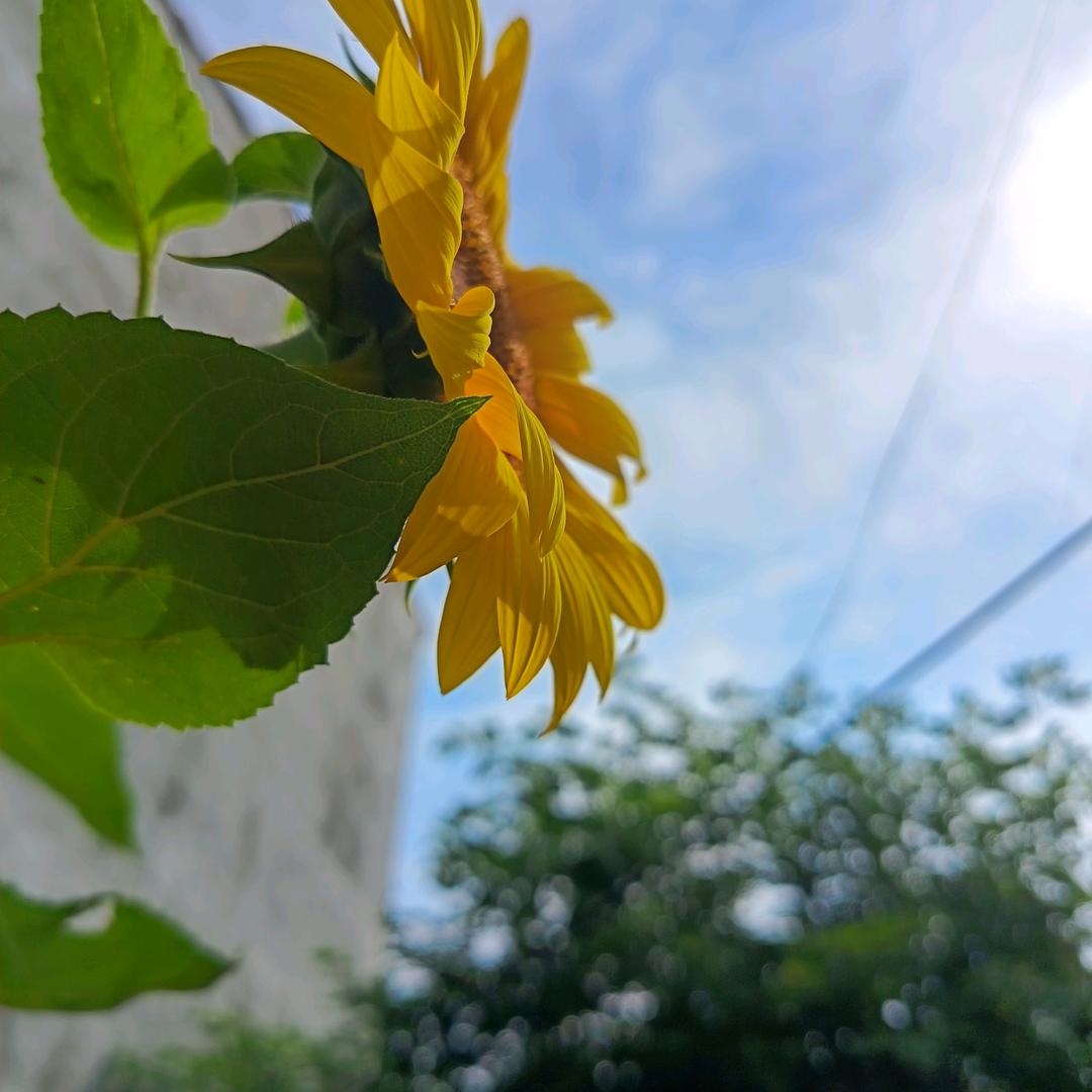 向日葵🌻