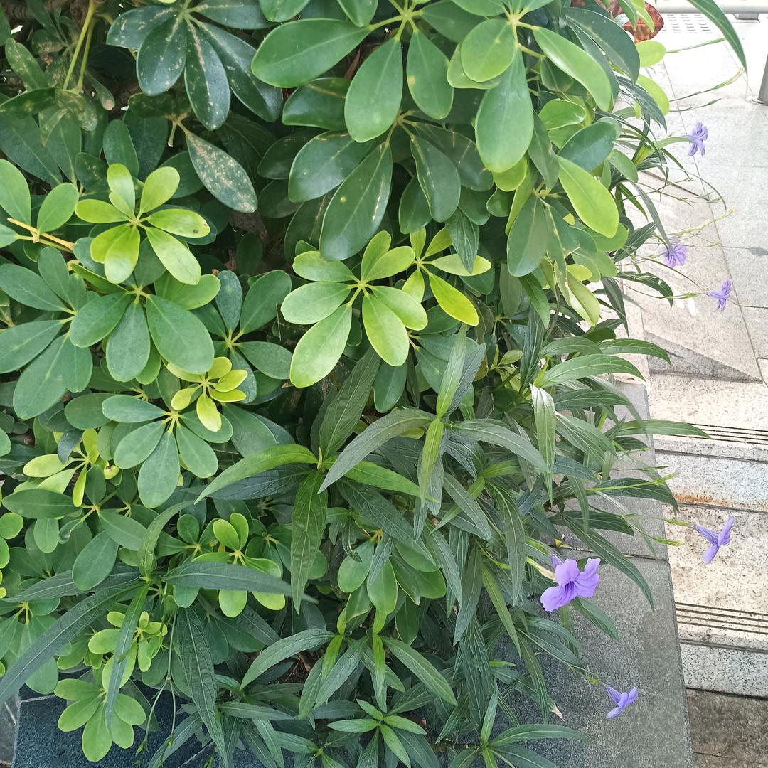 卓界•齐齐透识