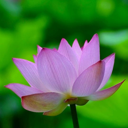 💖祈愿💖🙏🏼