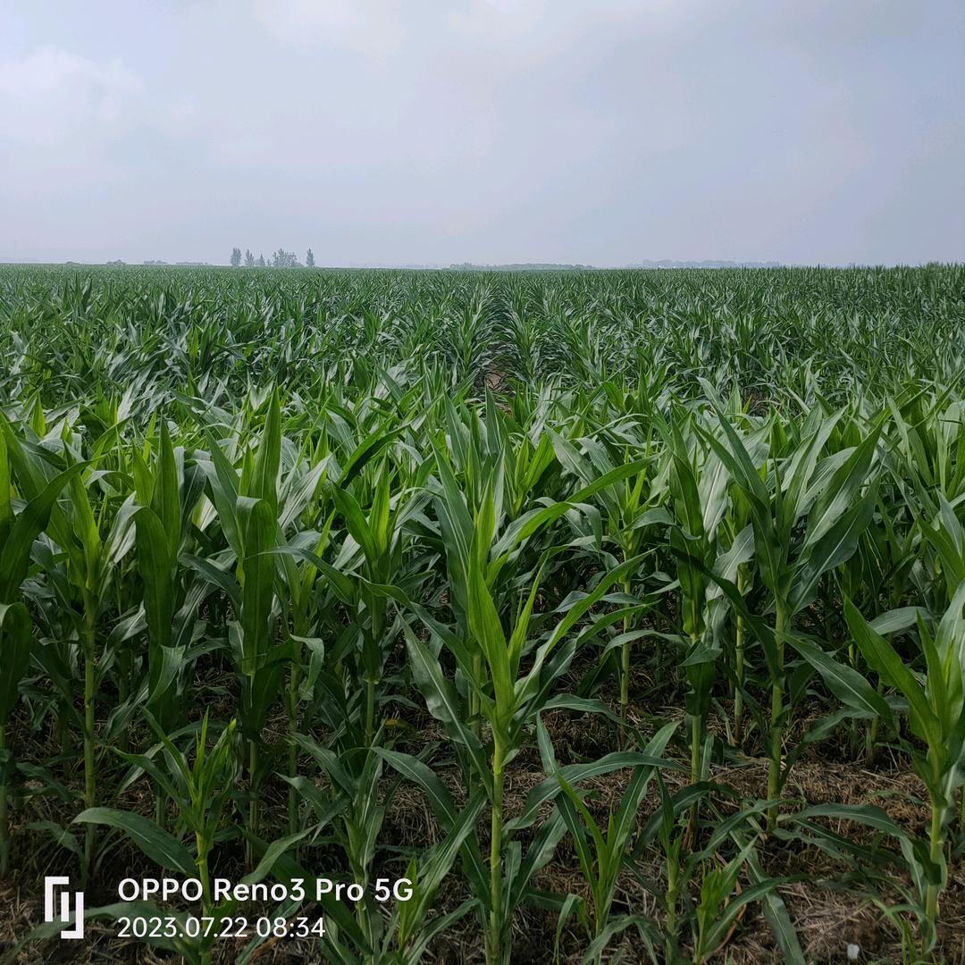 卖男孩的小火柴