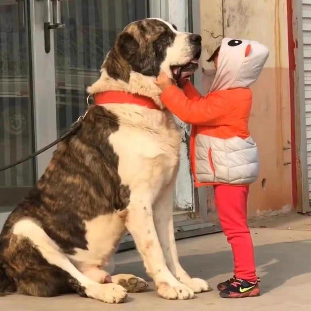 爱犬汇友