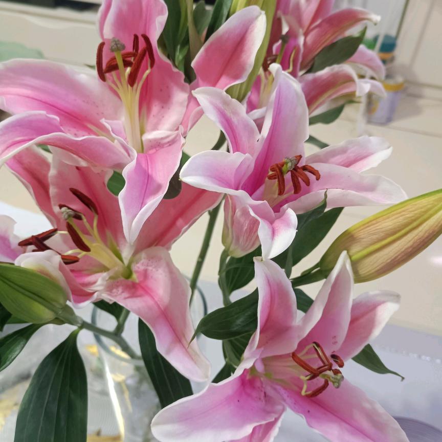 春暖花开